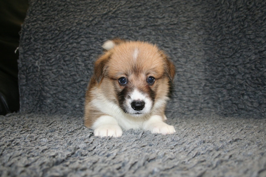 Puppies